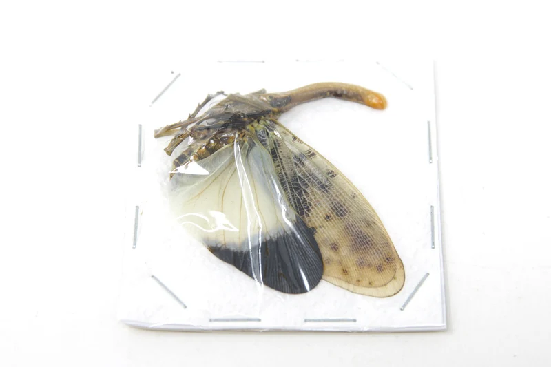 5 x Blue-form Lantern Bugs | Pyrops astarte 60-80mm | A1 Unmounted Specimens