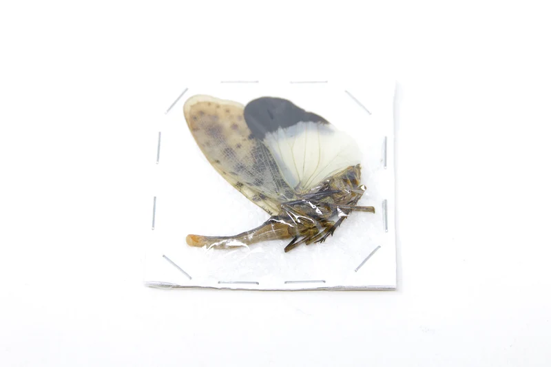5 x Blue-form Lantern Bugs | Pyrops astarte 60-80mm | A1 Unmounted Specimens
