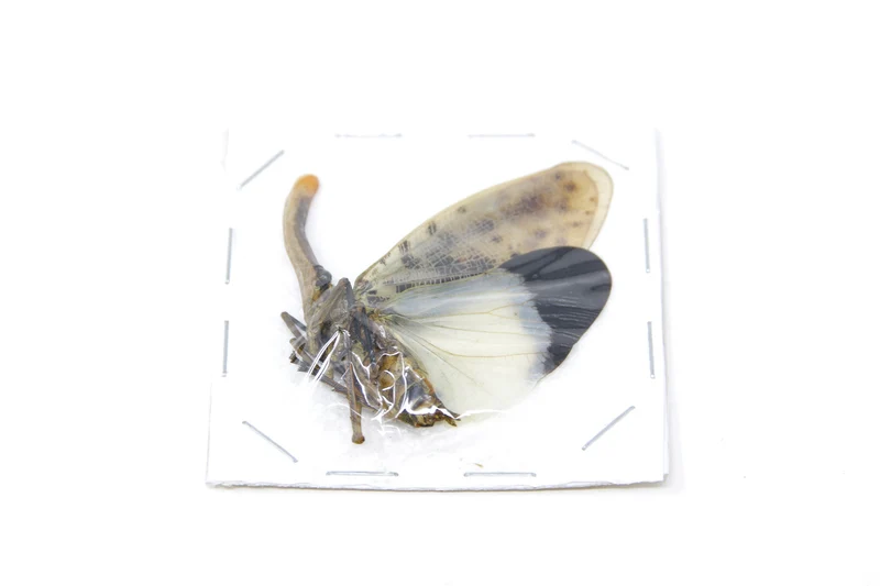 5 x Blue-form Lantern Bugs | Pyrops astarte 60-80mm | A1 Unmounted Specimens