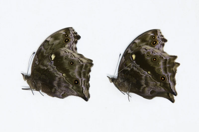 2 x Protogoniomorpha temora | Blue Mother-of-Pearl | A1 Unmounted Specimen