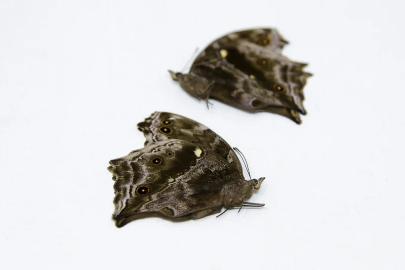 2 x Protogoniomorpha temora | Blue Mother-of-Pearl | A1 Unmounted Specimen