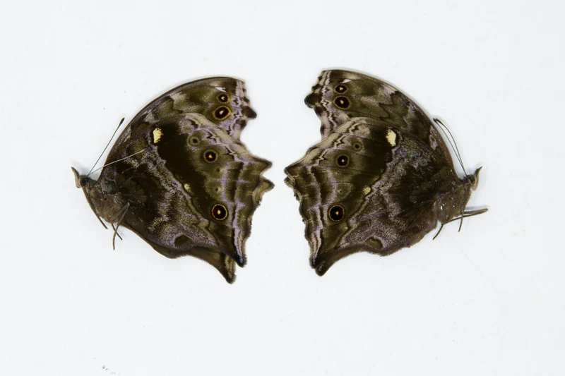 2 x Protogoniomorpha temora | Blue Mother-of-Pearl | A1 Unmounted Specimen