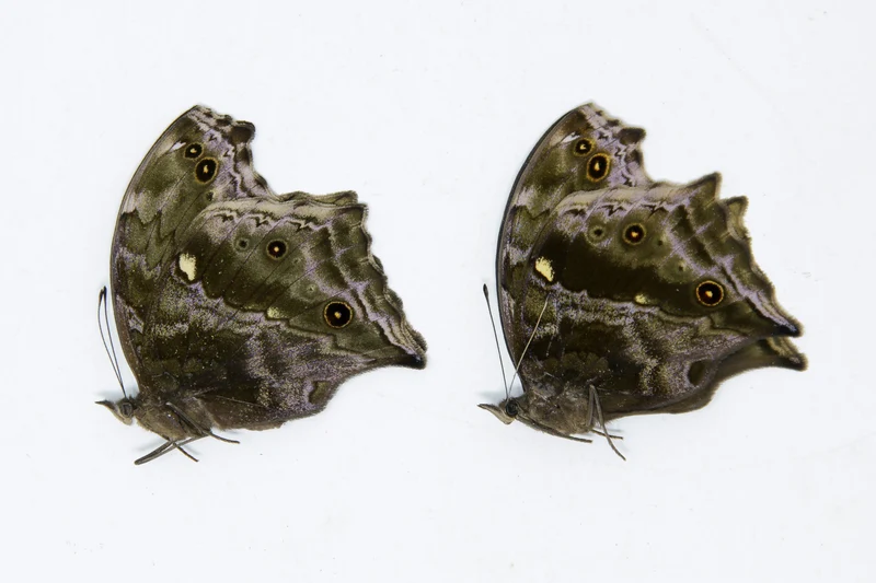 2 x Protogoniomorpha temora | Blue Mother-of-Pearl | A1 Unmounted Specimen