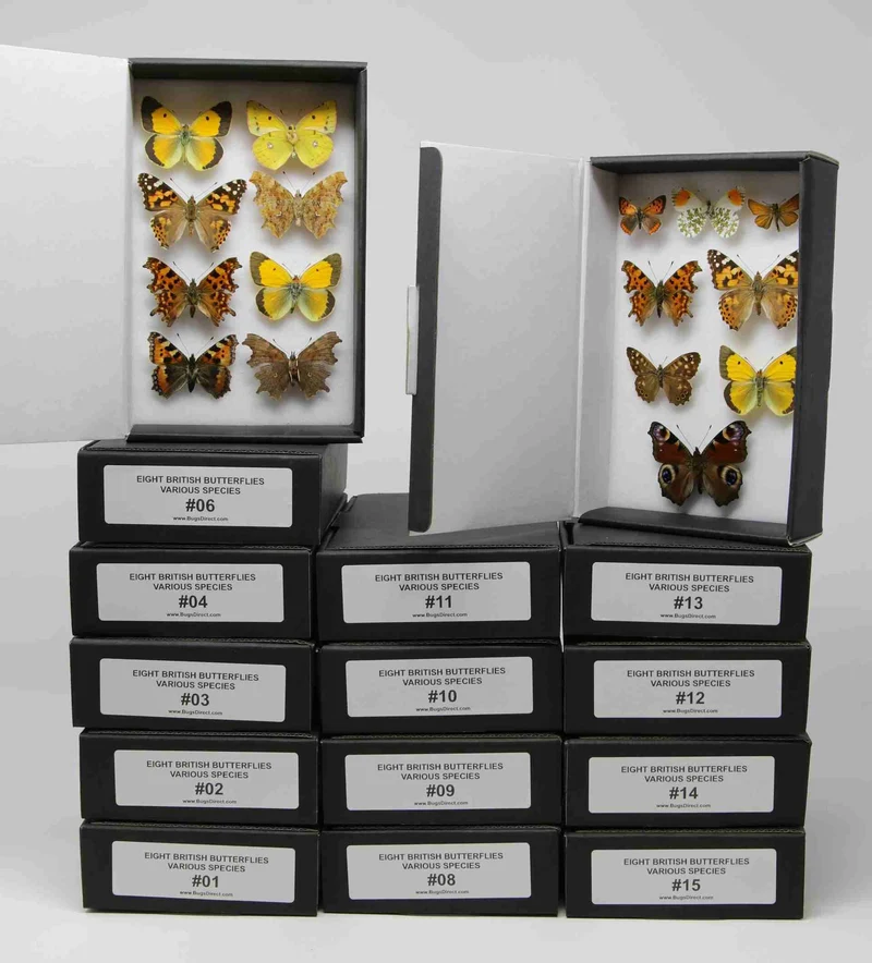 Box of 8 British & European Pinned Butterflies