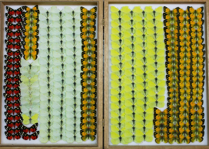 Box of 8 British & European Pinned Butterflies