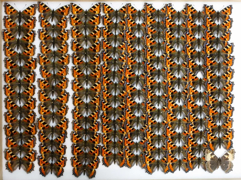 Box of 8 British & European Pinned Butterflies