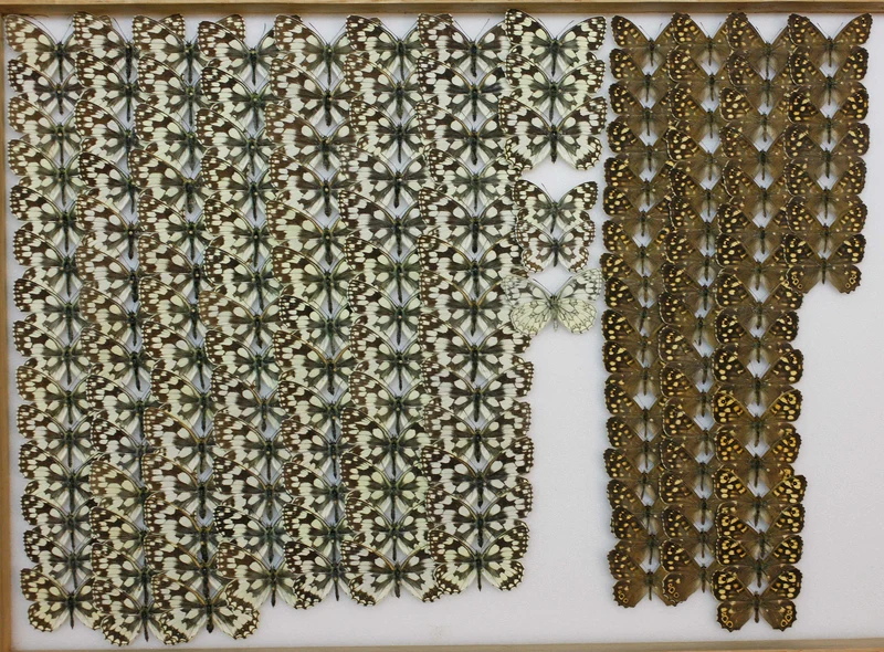 Box of 8 British & European Pinned Butterflies