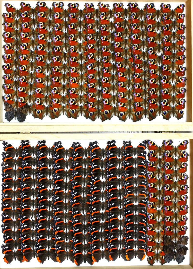 Box of 8 British & European Pinned Butterflies
