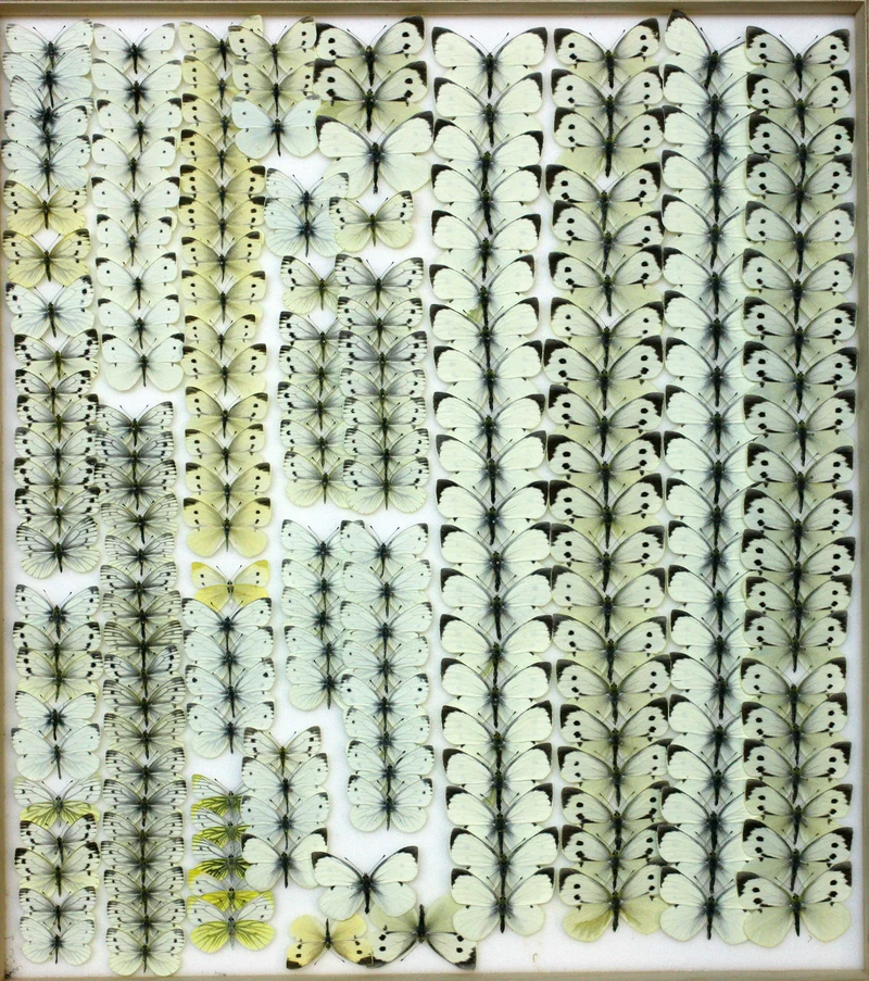 Box of 8 British & European Pinned Butterflies