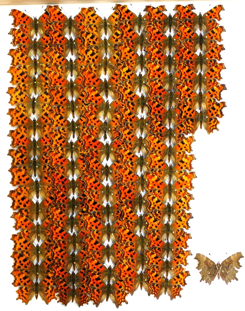 Box of 8 British & European Pinned Butterflies