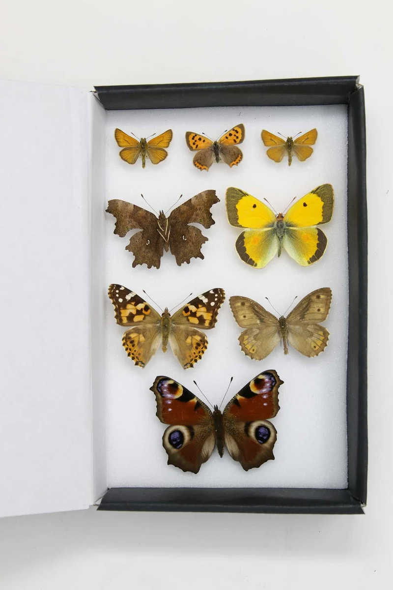 Box of 8 British & European Pinned Butterflies