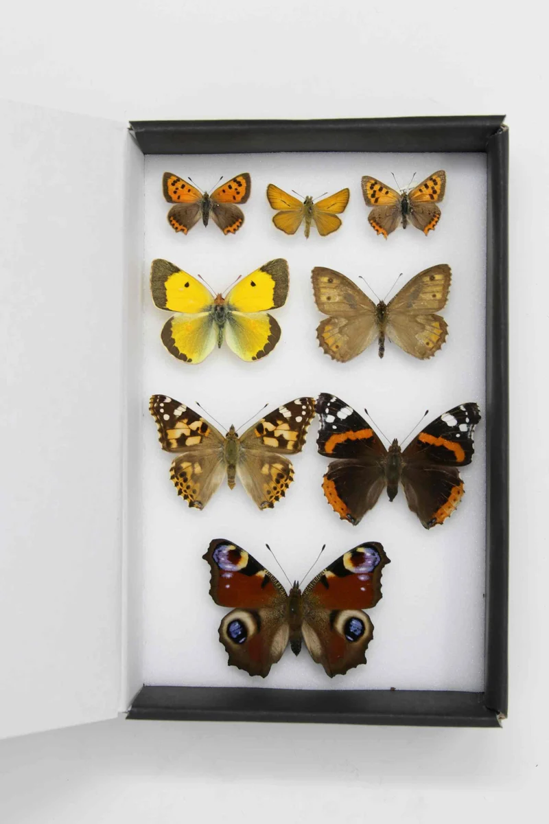 Box of 8 British & European Pinned Butterflies