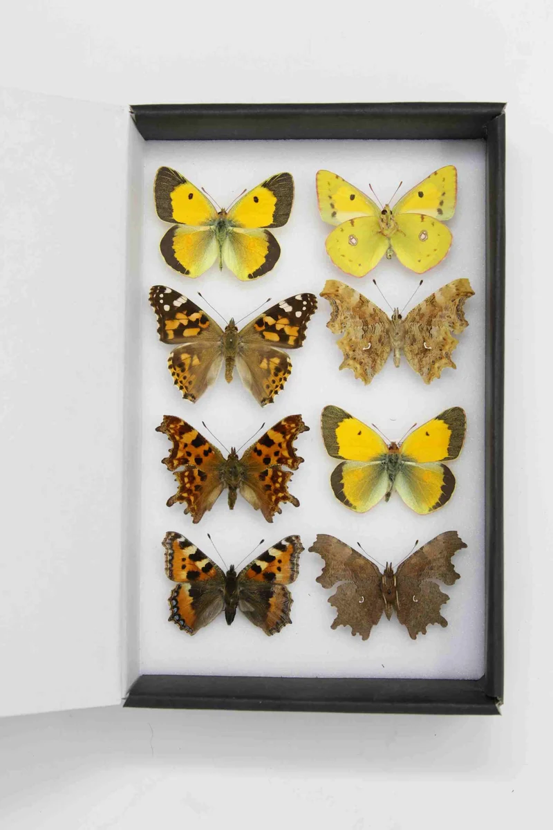 Box of 8 British & European Pinned Butterflies