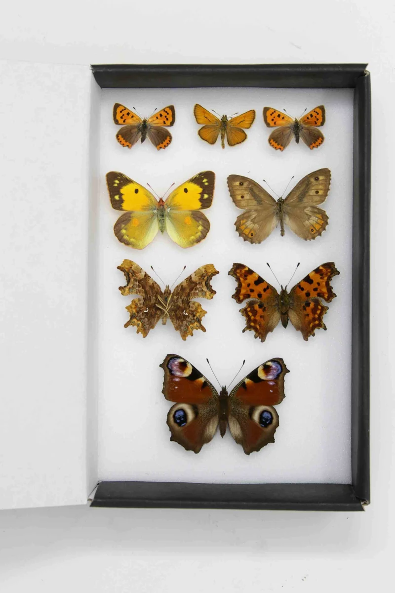 Box of 8 British & European Pinned Butterflies