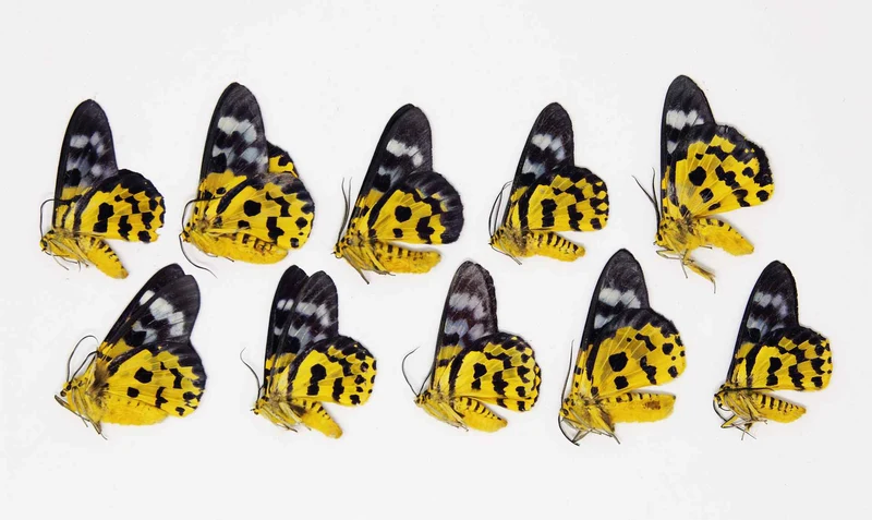 10 x Dysphania militaris | The False tiger moth | A1 Unmounted Specimens