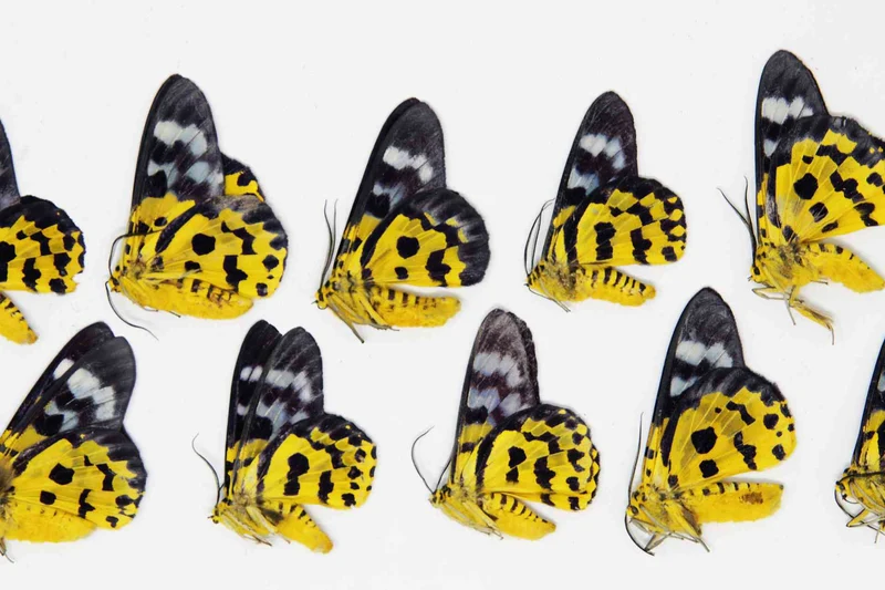 10 x Dysphania militaris | The False tiger moth | A1 Unmounted Specimens