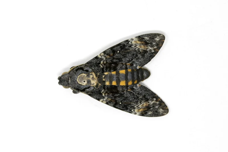 Death's Head Hawk Moth (Acherontia atropos) – A1 Unmounted Specimen