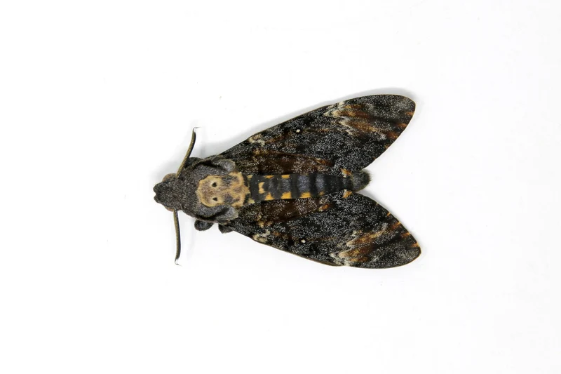 Death's Head Hawk Moth (Acherontia atropos) – A1 Unmounted Specimen