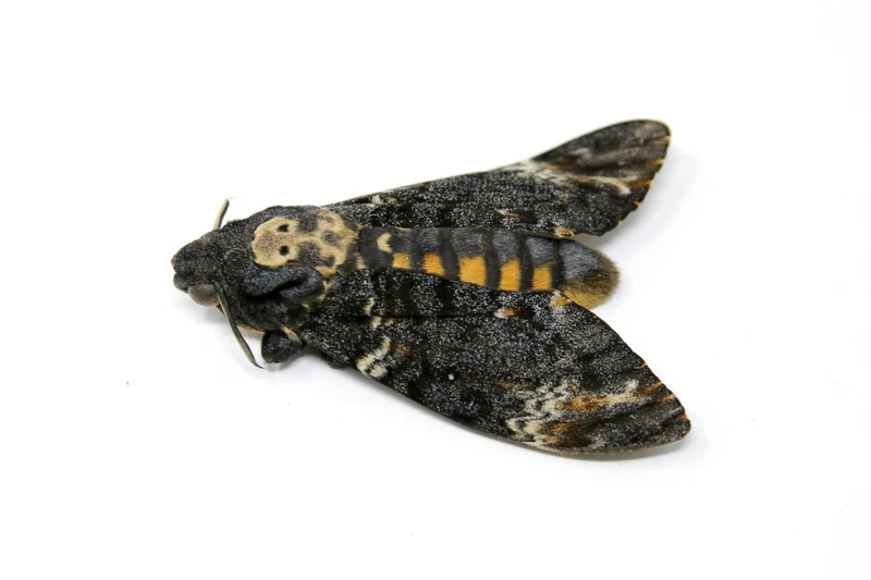 Death's Head Hawk Moth (Acherontia atropos) – A1 Unmounted Specimen