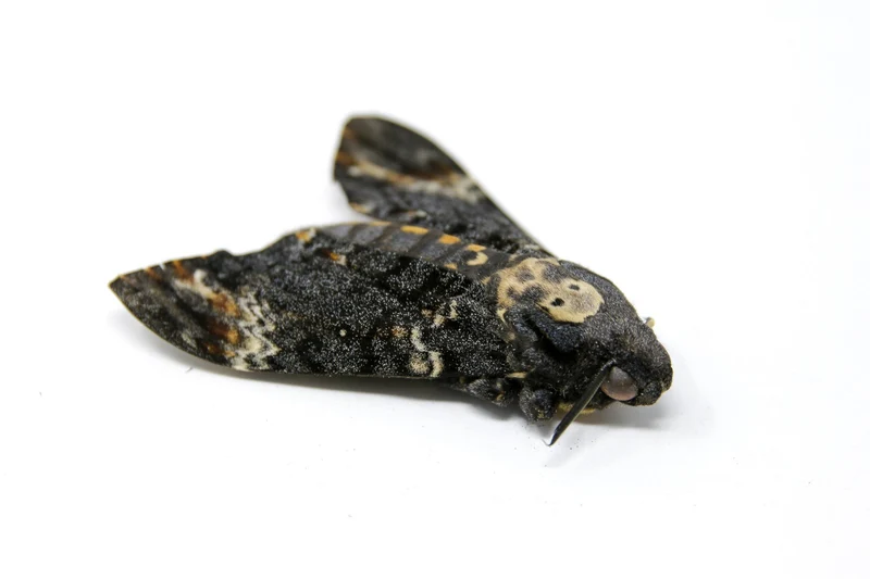 Death's Head Hawk Moth (Acherontia atropos) – A1 Unmounted Specimen