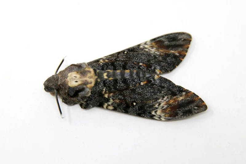 Death's Head Hawk Moth (Acherontia atropos) – A1 Unmounted Specimen