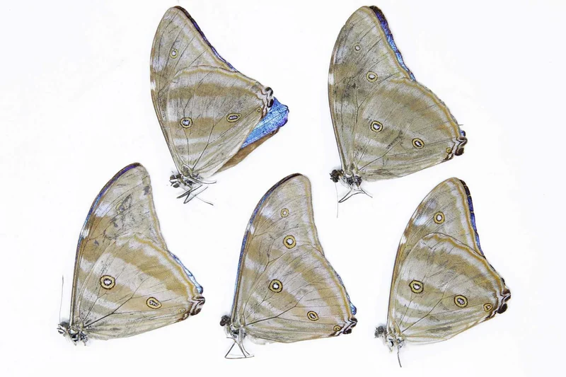 2 x Adonis Blue Morpho Butterflies | Morpho adonis A1 Unmounted Specimens