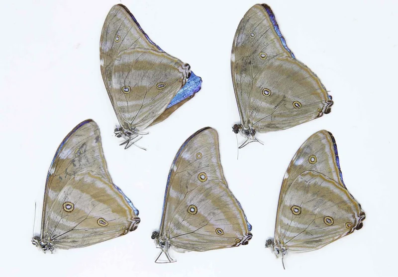 2 x Adonis Blue Morpho Butterflies | Morpho adonis A1 Unmounted Specimens