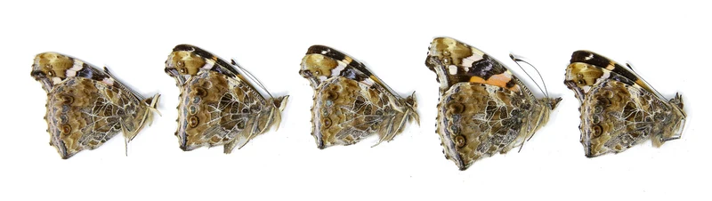 5 x Vanessa indica | Indian Red Admiral | A1 Unmounted Specimens