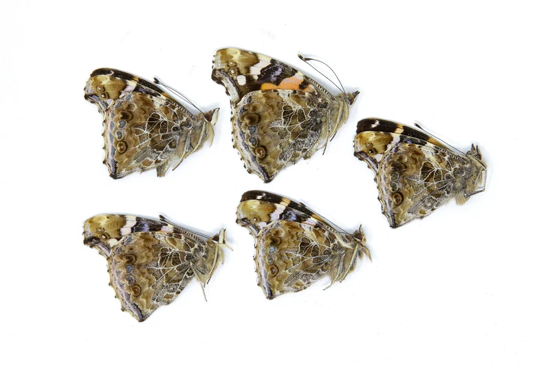 5 x Vanessa indica | Indian Red Admiral | A1 Unmounted Specimens
