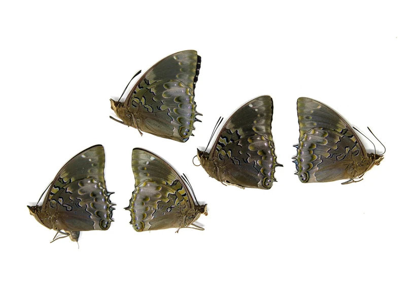 5 x Charaxes smaragdalis | Western Blue Charaxes | A1 Unmounted Specimens