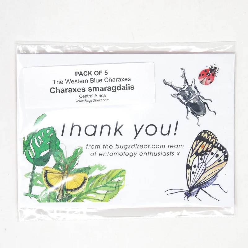 5 x Charaxes smaragdalis | Western Blue Charaxes | A1 Unmounted Specimens