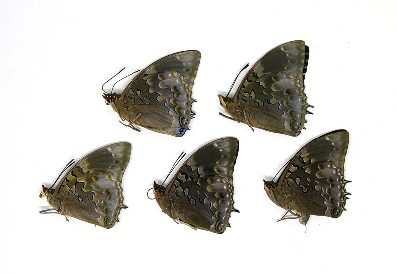5 x Charaxes smaragdalis | Western Blue Charaxes | A1 Unmounted Specimens