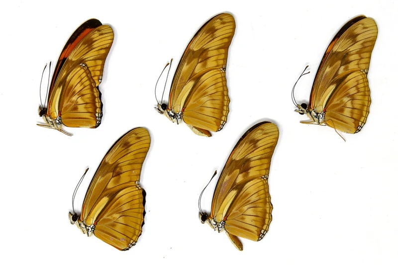 5 x Dryas julia | Julia Butterflies | A1 Unmounted Specimens
