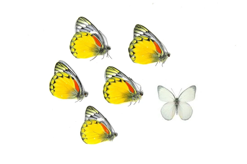 5 x Delias oraia | Jezebel Butterflies | A1 Unmounted Specimens