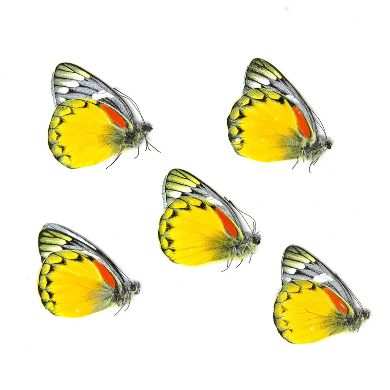 5 x Delias oraia | Jezebel Butterflies | A1 Unmounted Specimens