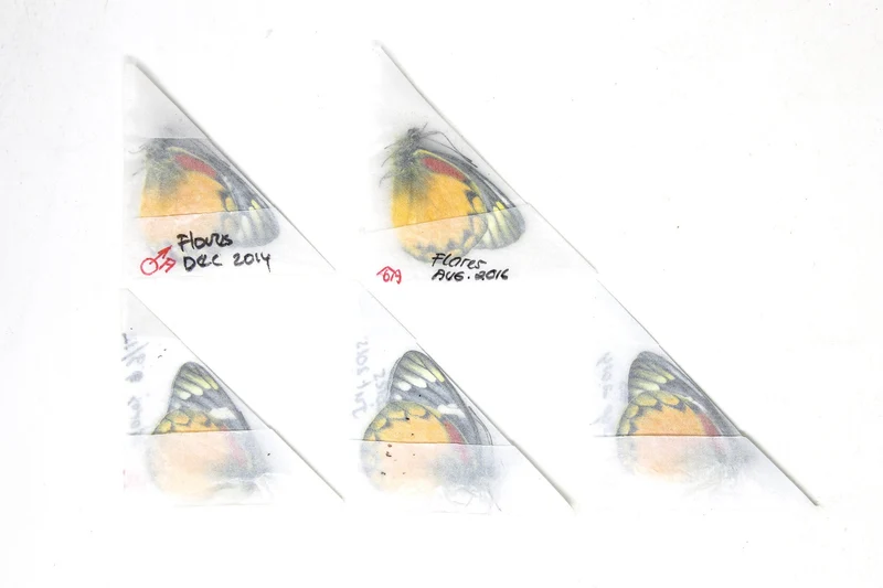 5 x Delias oraia | Jezebel Butterflies | A1 Unmounted Specimens