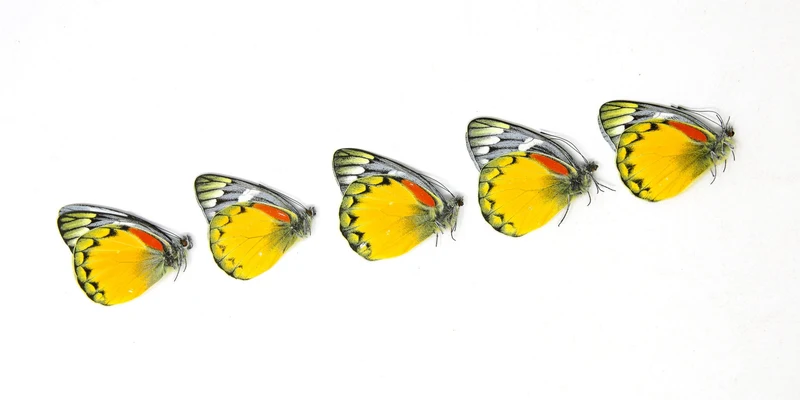 5 x Delias oraia | Jezebel Butterflies | A1 Unmounted Specimens