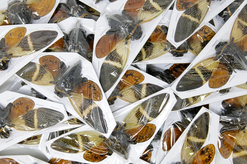 Giant Coconut Cicada (Angamiana floridula) — A1 Spread Specimens | Wholesale