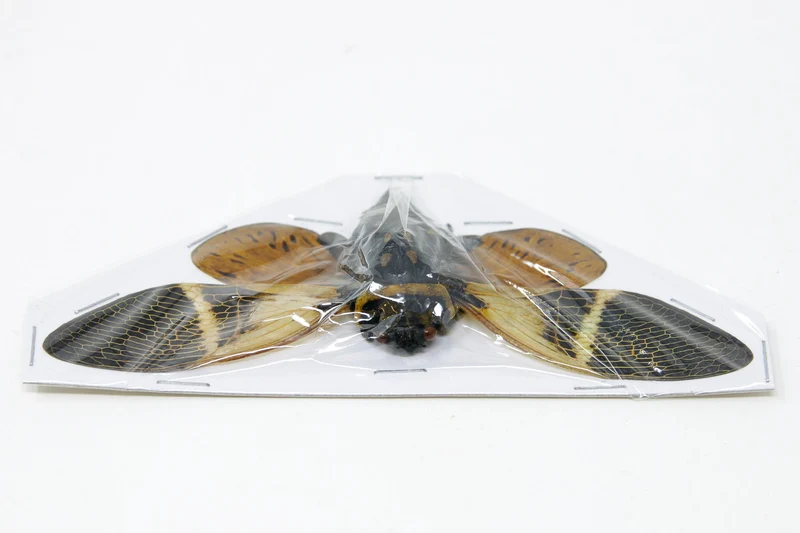 Giant Coconut Cicada (Angamiana floridula) — A1 Spread Specimens | Wholesale
