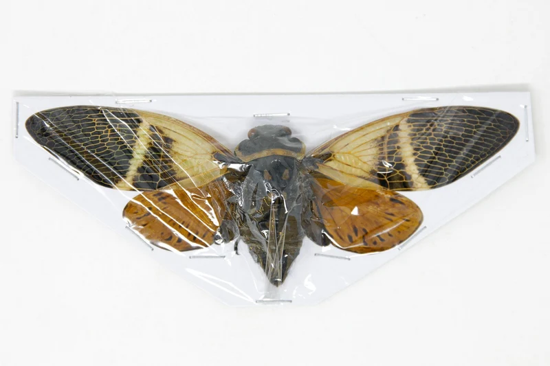 Giant Coconut Cicada (Angamiana floridula) — A1 Spread Specimens | Wholesale