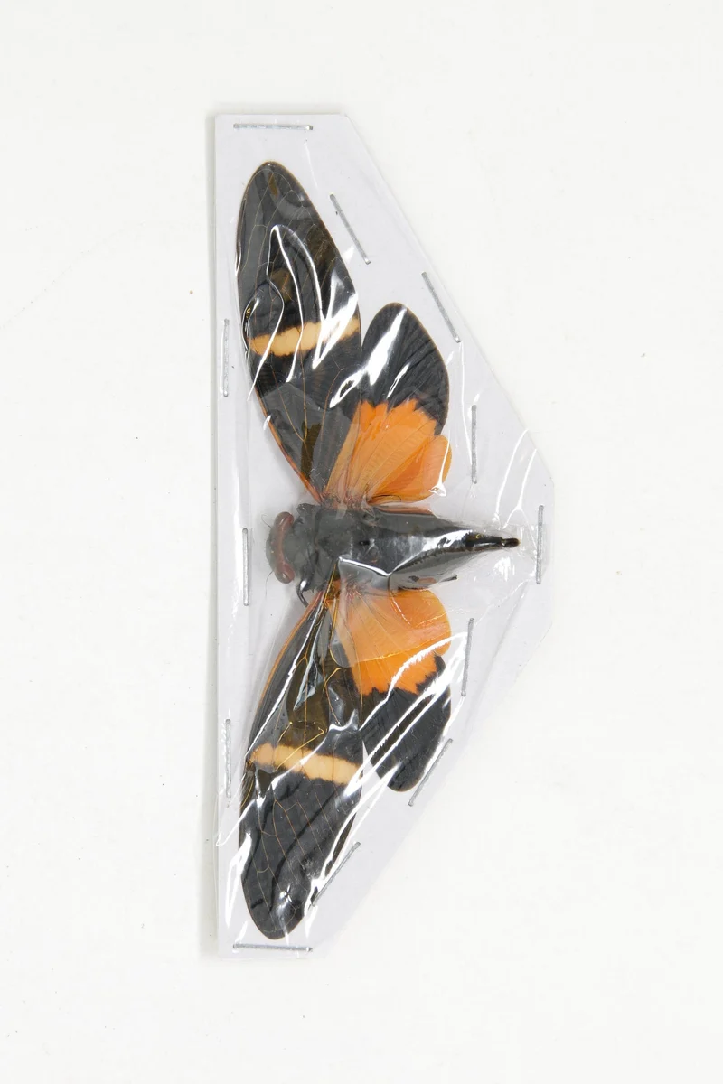 Tosena paviei Orange Cicada Spread Specimens | A1 Quality | 70–80mm | Wholesale