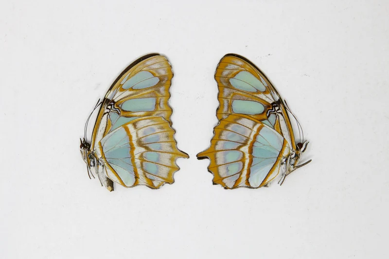 2 x Siproeta stelenes | Malachite Brush-footed | A1 Unmounted Specimens