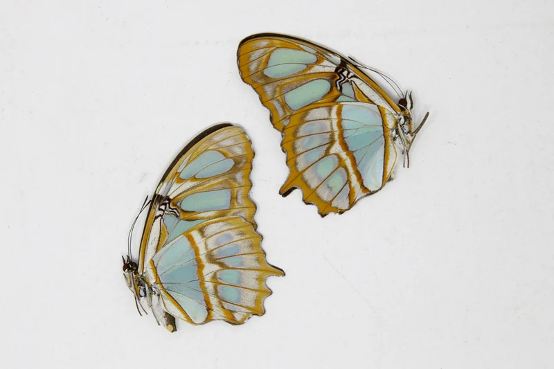 2 x Siproeta stelenes | Malachite Brush-footed | A1 Unmounted Specimens