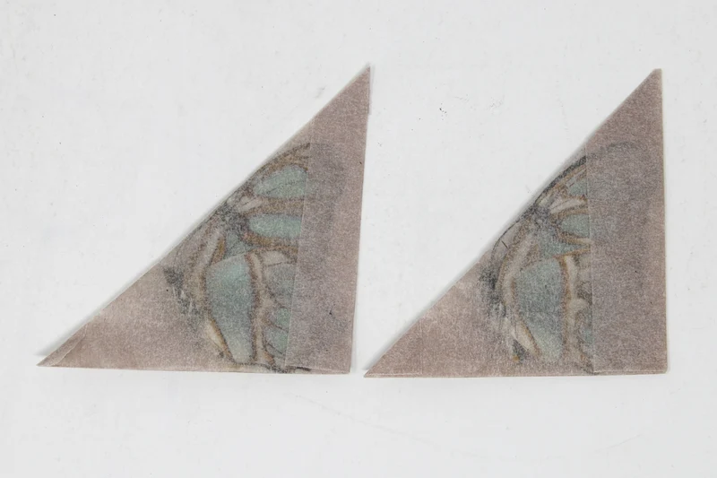 2 x Siproeta stelenes | Malachite Brush-footed | A1 Unmounted Specimens