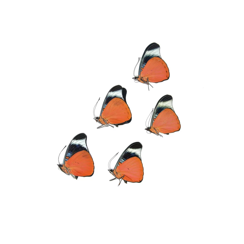 5 x Red Flasher Butterflies | Panacea prola | A1 Unmounted Specimens