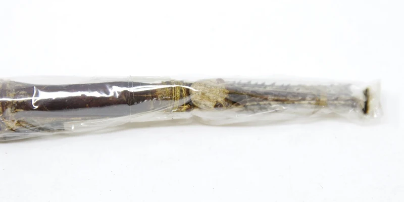 2 x Tirachoidea westwoodi | Giant Stick Insects | Female +/- 200mm | A1 Unmounted Specimens