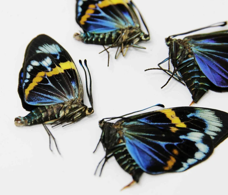 2 x Eterusia repleta | Thailand Blue Day-flying Moth | A1 Unmounted Specimens