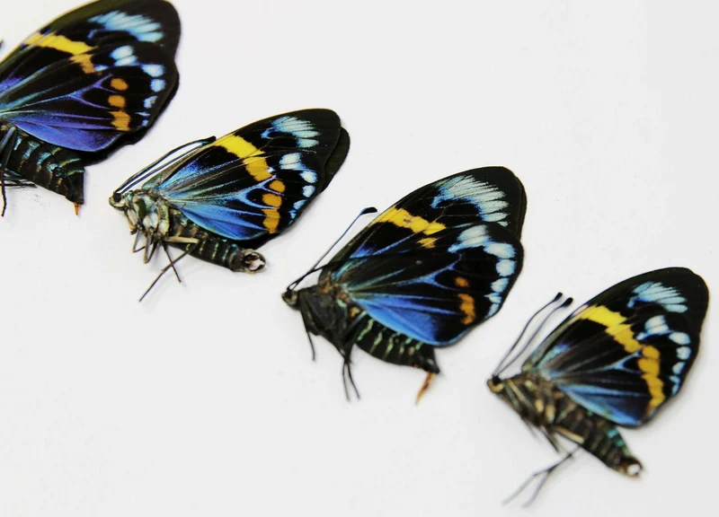 2 x Eterusia repleta | Thailand Blue Day-flying Moth | A1 Unmounted Specimens