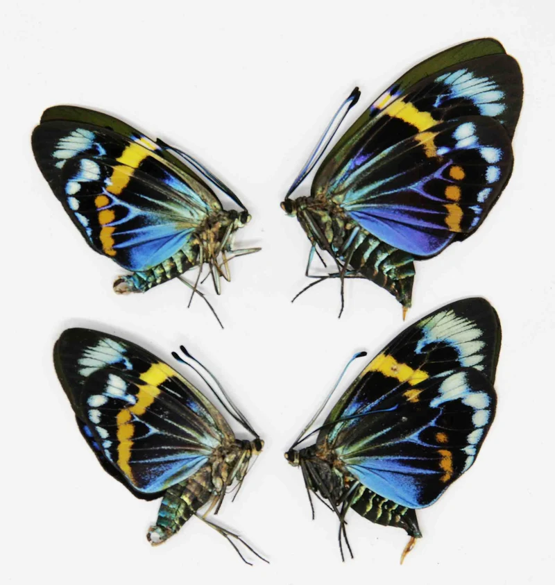 2 x Eterusia repleta | Thailand Blue Day-flying Moth | A1 Unmounted Specimens