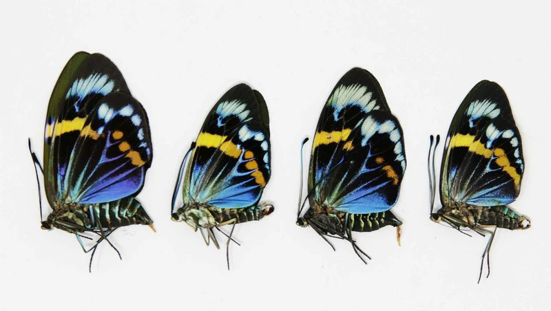 2 x Eterusia repleta | Thailand Blue Day-flying Moth | A1 Unmounted Specimens